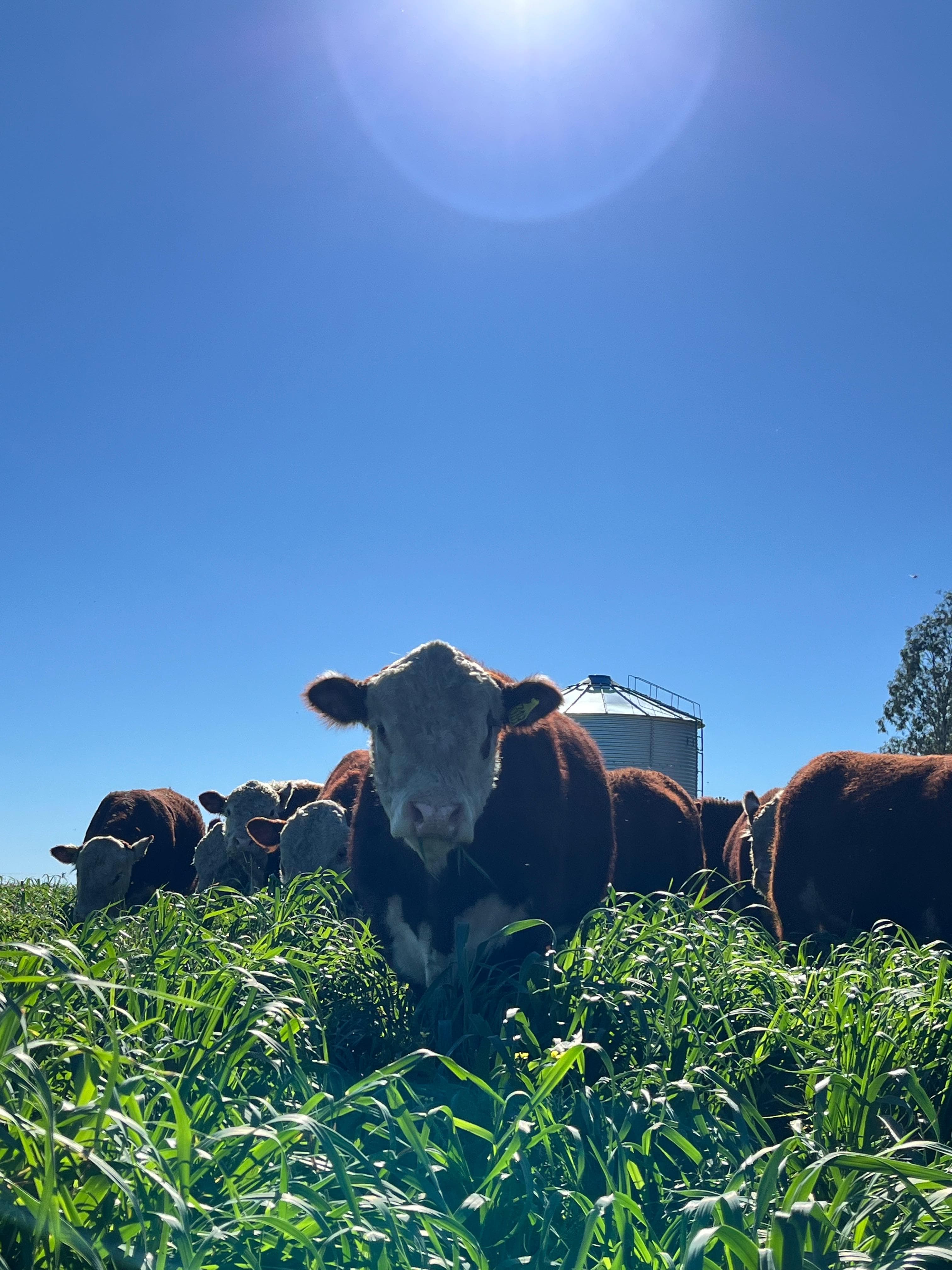 Vacas Hereford pastoreando mijo perenne en pie, con un silo metálico detrás