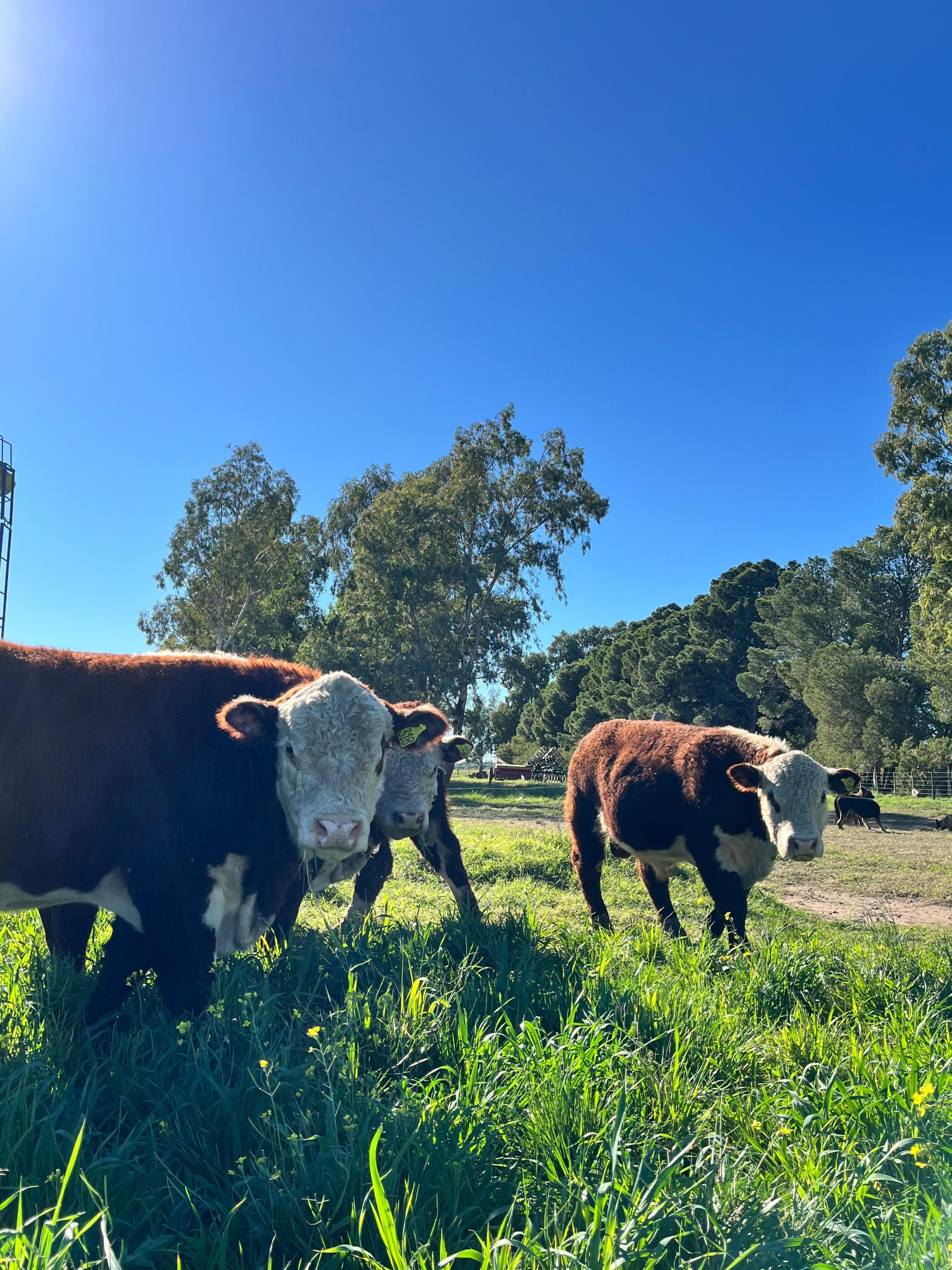 Tres vacas Hereford de cerca en un lote verde, junto a un monte de eucaliptos
