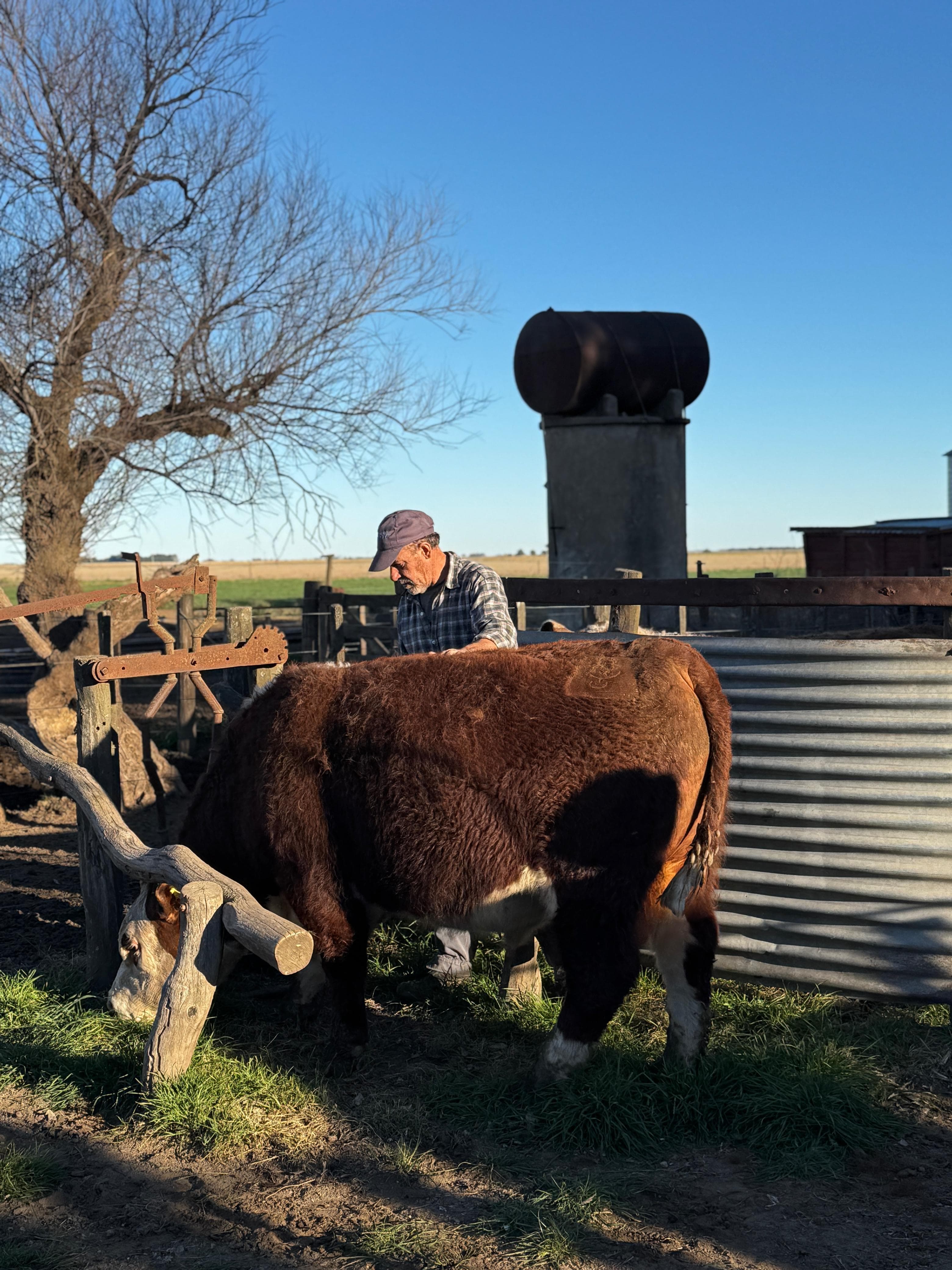 Sandro Grand junto a un novillo Hereford en los corrales del establecimiento